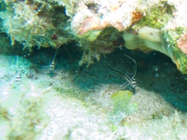 Juvenile Jackknife Fish IMG 3063